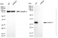 KD-Validated Anti-SIRT3 Rabbit Monoclonal Antibody